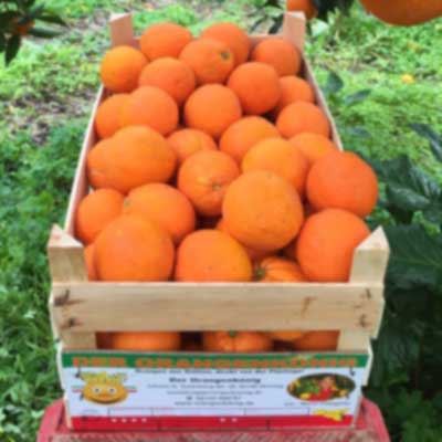 Große Kiste Saftorangen