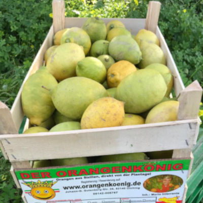 Kiste Zitronen